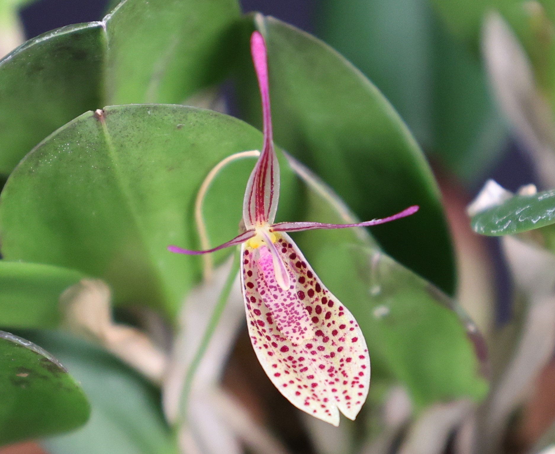 Restrepia elegans H. Karst. 1847