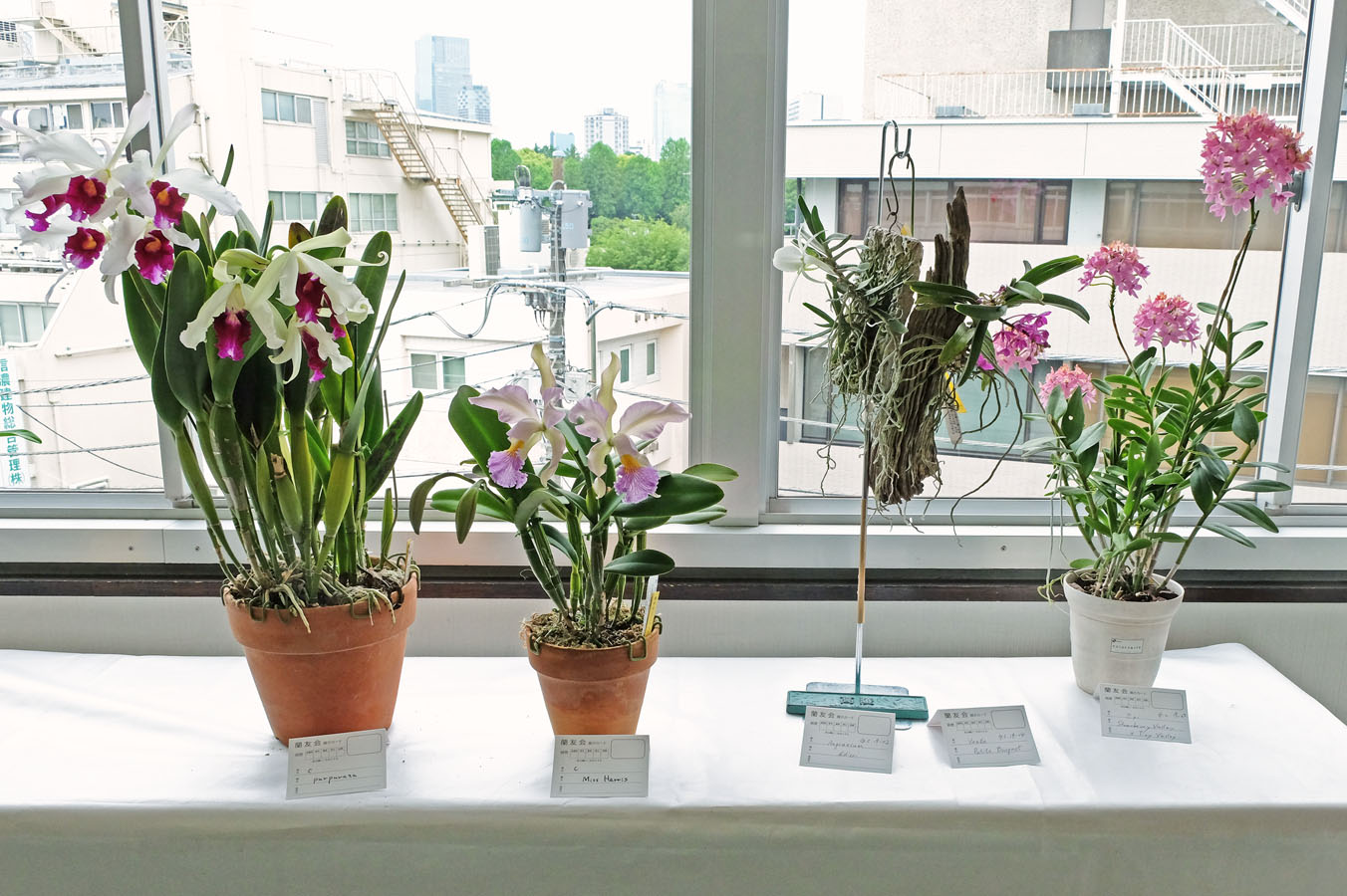 グロワーズ開花