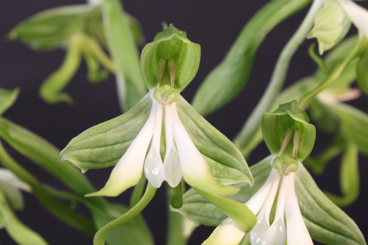 Bonatea speciosa [L.f.] Willd. 1805